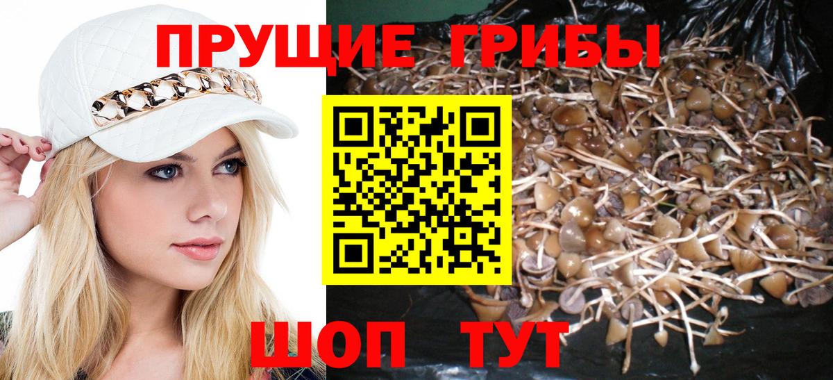 Псилоцибиновые грибы Psilocybe  Вход с VPN  что такое   Тихорецк  Галлюциногенные грибы MAGIC MUSHROOMS 